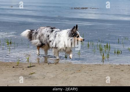 Un chiot shetland berger sur la plage, portrait Banque D'Images