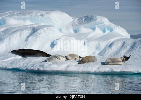 Sceau de crafter sur icebertPort Charcot péninsule antarctique Banque D'Images