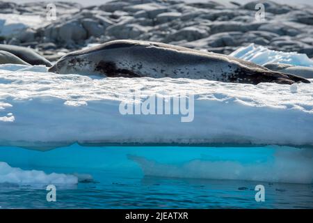 Sceau de crabier sur l'iceberg Port Charcot péninsule antarctique Banque D'Images