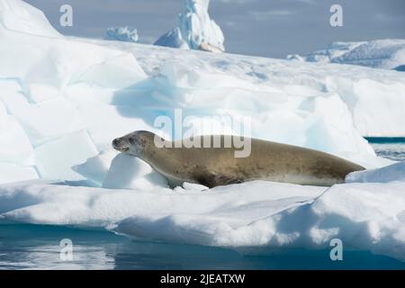 Crabier, péninsule antarctique de Port Charcot Banque D'Images