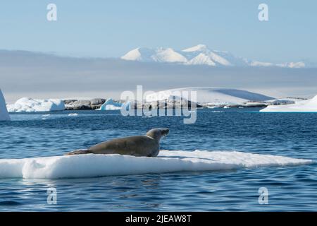 Sceau de l'écreviste sur l'iceberg, péninsule antarctique de Port Charcot Banque D'Images