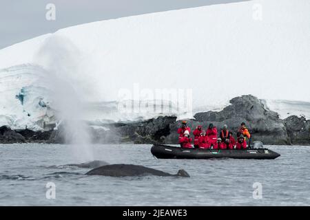 Touristes en zociac observant la baleine à bosse près de la péninsule antarctique des îles Yalour Banque D'Images