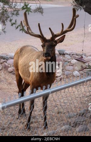 Un wapiti mâle ou Cervus canadensis debout dans une cour de Payson, en Arizona. Banque D'Images