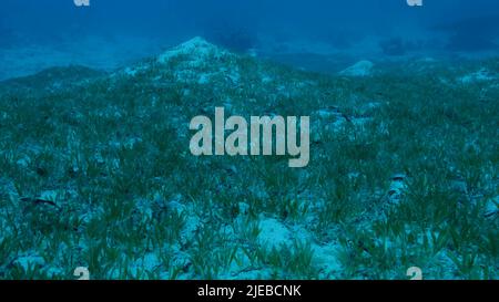 Mer Rouge, Égypte. 26th juin 2022. Sangy fond marin recouvert de vert. Paysage sous-marin avec halophila seagrass. Red Sea, Egypte (Credit image: © Andrey Nekrasov/ZUMA Press Wire) Banque D'Images