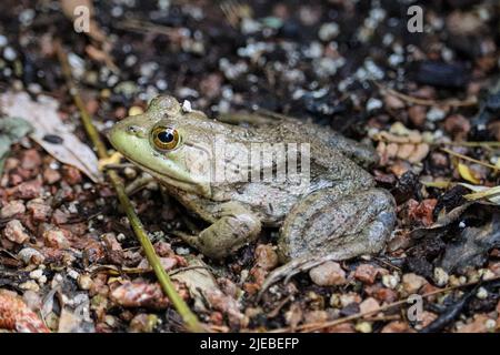 Ouaouaron américain ou Lithobates catesbeianus à la pépinière de la foire végétale de Star Valley, Arizona. Banque D'Images