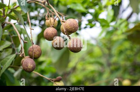 Fruits de longan frais poussant sur une branche dans le jardin gros plan avec l'espace de copie Banque D'Images