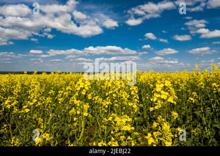 Champ de colza jaune en fleurs et ciel bleu avec nuages blancs Banque D'Images