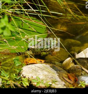 Grenouille verte dans un étang, Saint-Georges-les-bains, Ardèche, région DE L'AURA, France Banque D'Images