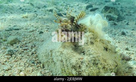 Mer Rouge, Égypte. 26th juin 2022. Le poisson de Lion de Zebra est situé sur un fond sablonneux. Portrait avant. Poisson-Lion zébré ou lionfish nain de la mer Rouge (Dendrochirus zébra, Dendrochirus hemprichi). Red Sea, Egypte (Credit image: © Andrey Nekrasov/ZUMA Press Wire) Banque D'Images