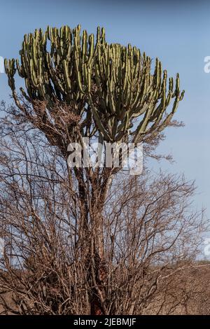 Arbre de candélabre, Euphorbia candélabrum, Euphorbiaceae, Parc national de l'Ouest du Tsavo, Kenya, Afrique Banque D'Images