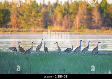 Troupeau de grues de sable qui se trouvent en début de matinée sur la rive du lac Huron, dans le parc national de Cheboygan, Michigan, États-Unis Banque D'Images