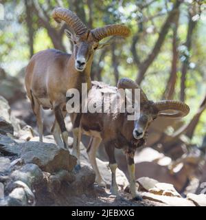 Deux mouflons mâles de Chypre (moutons sauvages) dans la forêt de montagne. Animaux sauvages dans les montagnes de Troodos, Chypre Banque D'Images