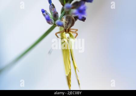 une araignée de crabe mange un papillon de chou blanc, assis sur une fleur. Banque D'Images