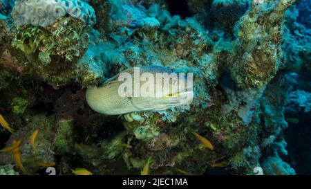 Mer Rouge, Égypte. 26th juin 2022. Portrait en gros plan de Moray sort de sa cachette. Moray Eel à bec jaune (Gymnothorax nudivomer) Mer Rouge, Egypte (Credit image: © Andrey Nekrasov/ZUMA Press Wire) Banque D'Images