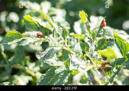 Beaucoup de coléoptères du Colorado. Larves de dendroctone du Colorado sur les feuilles de pomme de terre. Les coléoptères de la pomme de terre sur le feuillage dans la nature, fond naturel, vue rapprochée. Les dix Banque D'Images