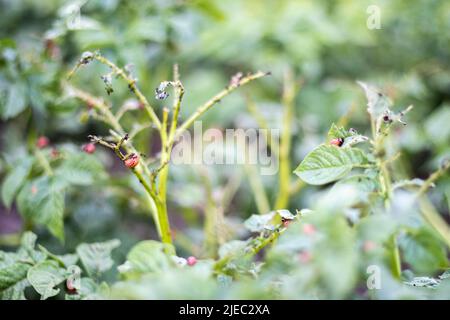 Beaucoup de coléoptères du Colorado. Larves de dendroctone du Colorado sur les feuilles de pomme de terre. Les coléoptères de la pomme de terre sur le feuillage dans la nature, fond naturel, vue rapprochée. Les dix Banque D'Images