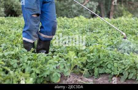 Un fermier appliquant des insecticides à sa culture de pomme de terre. Pieds d'un homme dans un équipement de protection individuelle pour l'application de pesticides. Un homme vaporise du pota Banque D'Images