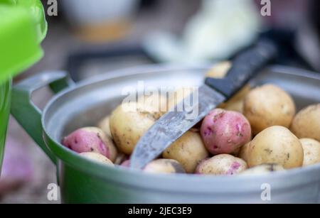 Casserole en acier inoxydable avec pommes de terre neuves crues et un couteau de cuisine. Pommes de terre non pelées. Gros plan de pommes de terre à la peau jaune et rouge. Épluchage des pommes de terre Banque D'Images