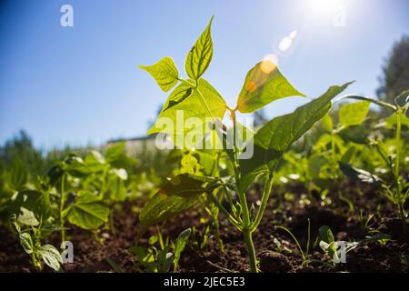 Les cultures de poivre plantées dans le sol deviennent mûres sous le soleil. Terres cultivées en gros plan avec le germe. Plante agricole poussant dans la rangée de lits. Culture alimentaire naturelle verte Banque D'Images