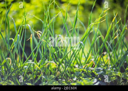 Un jeune oignon vert pousses de gros plan un jour d'été dans un jardin rural. Plante agricole poussant dans la rangée de lits. Culture alimentaire naturelle verte Banque D'Images