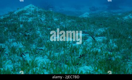 Mer Rouge, Égypte. 26th juin 2022. Sangy fond marin recouvert de vert. Paysage sous-marin avec halophila seagrass. Red Sea, Egypte (Credit image: © Andrey Nekrasov/ZUMA Press Wire) Banque D'Images