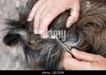 Le propriétaire enlève une tique ixodide de la peau d'un chien déchiqueuse avec des pinces. Parasites sur les animaux porteurs de maladies infectieuses. Banque D'Images