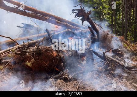 Feu de forêt arbre tombé brûlé à la terre Banque D'Images