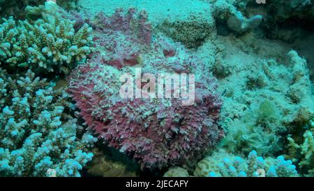 Mer Rouge, Égypte. 26th juin 2022. Gros plan de la corégone rose se trouve sur les coraux. Corégone de récif (Synanceia verrucosa). Red Sea, Egypte (Credit image: © Andrey Nekrasov/ZUMA Press Wire) Banque D'Images