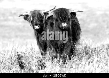 Deux vaches de haute-terres en noir et blanc qui sont curieusement en avant dans une prairie d'été. Bétail orange à poil long à Norfolk au Royaume-Uni Banque D'Images