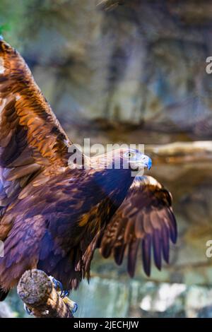 Portrait en gros plan de l'aigle doré en profil avec ailes étalées Banque D'Images