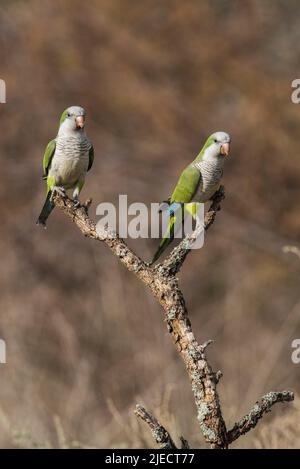 Monk parakeet, Myiopsitta monachus, dans le milieu forestier de Pampas, province de la Pampa, Patagonie, Argentine. Banque D'Images