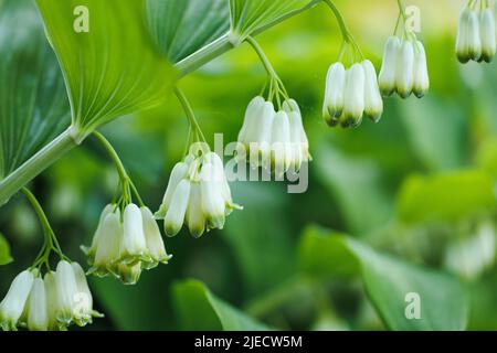 Gros plan de fleurs blanches magnifiques fleuries sur la branche avec des feuilles de Polygonatum odoratum Solomons Seal. Banque D'Images