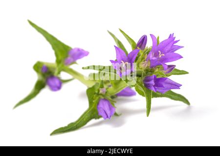 Fleurs de sang de Dane isolées sur fond blanc Banque D'Images