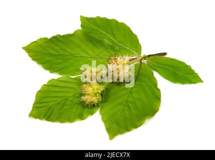 Branche de hêtre avec fleurs isolées sur fond blanc Banque D'Images