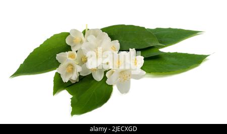 Fleurs de cornouiller anglais isolées sur blanc Banque D'Images