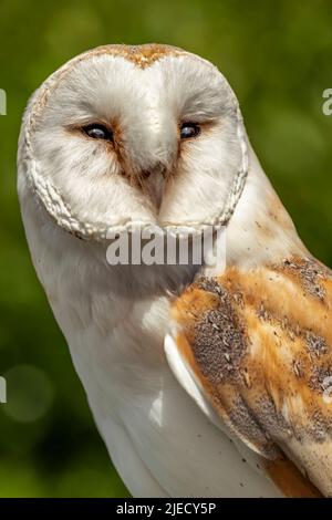La chouette des aboiles (Tyto alba) est l'espèce de chouette la plus répandue au monde. Les chouettes de la grange sont des oiseaux de proie avec une vue et une audition exceptionnelles Banque D'Images
