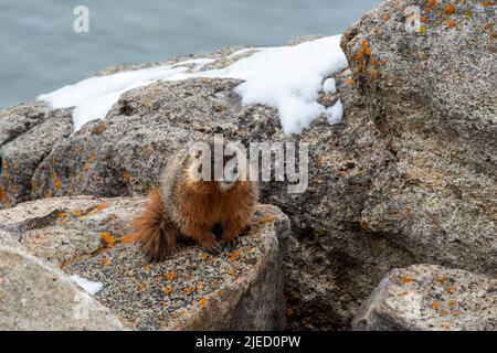 Marmotte à ventre jaune posant sur une roche près du lac Yellowstone Banque D'Images