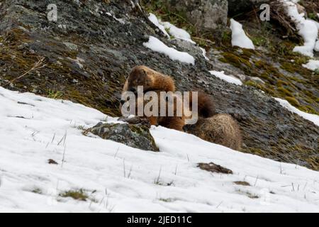 Groupe de marmottes à ventre jaune jouant dans la neige au parc national de Yellowstone Banque D'Images