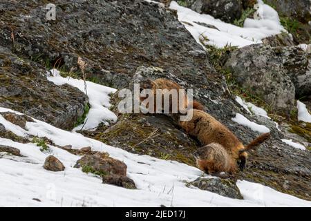 Groupe de marmottes à ventre jaune jouant dans la neige au parc national de Yellowstone Banque D'Images