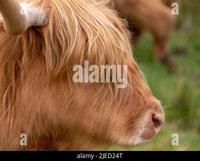 La vache longhorn Highland aux cheveux bruns, également appelée Highland coo, a photographié l'itinérance sur les collines herbeuses de l'île de Skye, en Écosse, au Royaume-Uni. Banque D'Images