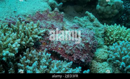 Mer Rouge, Égypte. 26th juin 2022. Gros plan de la corégone rose se trouve sur les coraux. Corégone de récif (Synanceia verrucosa). Red Sea, Egypte (Credit image: © Andrey Nekrasov/ZUMA Press Wire) Banque D'Images