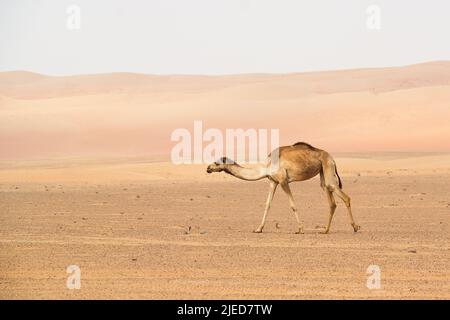 Marche en fin de soirée dans le désert de Wahiba, Oman Banque D'Images