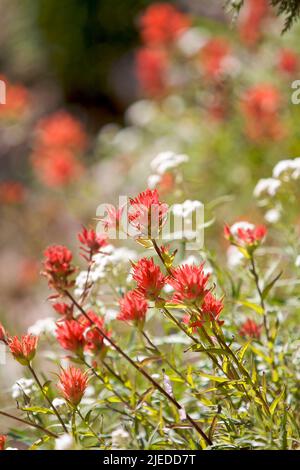 Fleurs sauvages de pinceau indien (Castilleja miniata) fleurissant par une journée ensoleillée d'été dans le nord-ouest du Pacifique près du mont. Rainier. Banque D'Images