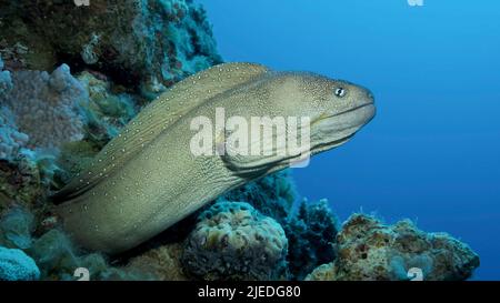 Mer Rouge, Égypte. 26th juin 2022. Portrait en gros plan de Moray sort de sa cachette. Moray Eel à bec jaune (Gymnothorax nudivomer) Mer Rouge, Egypte (Credit image: © Andrey Nekrasov/ZUMA Press Wire) Banque D'Images