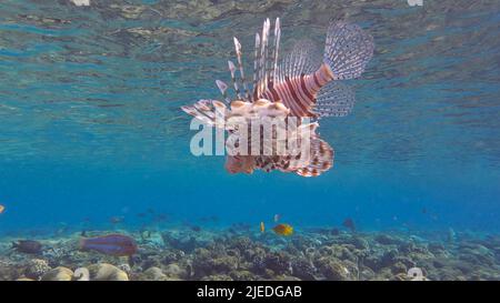 Mer Rouge, Égypte. 26th juin 2022. Les Lionfish communs ou les Lionfishs rouges (Pterois volitans) nagent près du récif de corail. Red Sea, Egypte (Credit image: © Andrey Nekrasov/ZUMA Press Wire) Banque D'Images