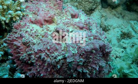 Mer Rouge, Égypte. 26th juin 2022. Gros plan de la corégone rose se trouve sur les coraux. Corégone de récif (Synanceia verrucosa). Red Sea, Egypte (Credit image: © Andrey Nekrasov/ZUMA Press Wire) Banque D'Images