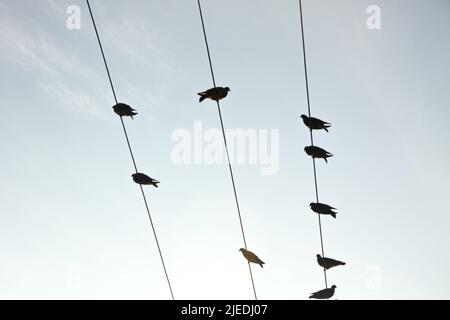 Pigeons sur les lignes électriques à Rio de Janeiro. Banque D'Images