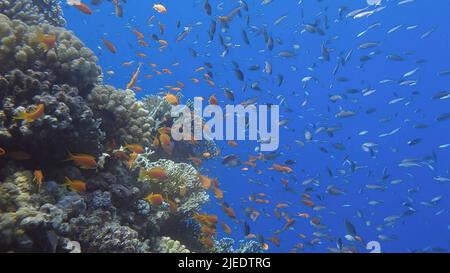 Mer Rouge, Égypte. 26th juin 2022. Les poissons tropicaux colorés nachent sur le récif de corail sur fond bleu. La vie sous-marine dans l'océan. Chrome arabe (Chromis flavaxilla) et anthias LyRetail (Pseudanthias squamipinnis). Red Sea, Egypte (Credit image: © Andrey Nekrasov/ZUMA Press Wire) Banque D'Images