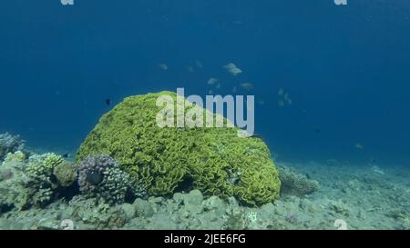 Mer Rouge, Égypte. 26th juin 2022. L'école de LyRetail Anthithass ou le Goldie de mer (Pseudanthias squamipinnis) nains près de la laitue corail ou le corail jaune à volutes (Turbinaria reniformis). Red Sea, Egypte (Credit image: © Andrey Nekrasov/ZUMA Press Wire) Banque D'Images