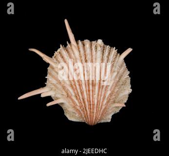 Spondylus regius Linnaeus, 1758. Banque D'Images